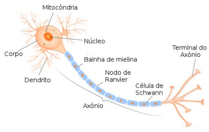 estrutura-neuronio
