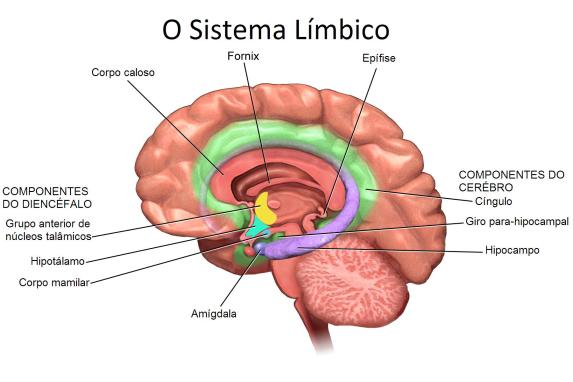 cerebro-sistema-limbico