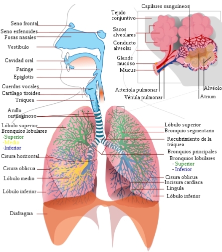 sistema-respiratorio
